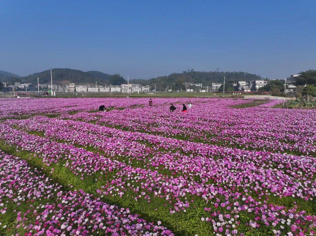江門這些粉色花海，開了！趕快Mark住收藏→