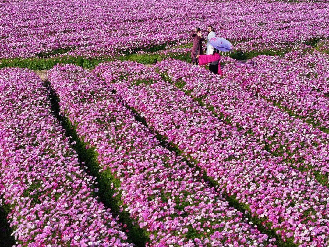 江門這些粉色花海，開了！趕快Mark住收藏→