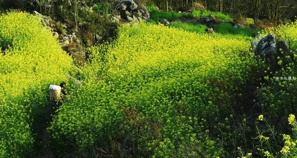 【國際旅遊攝影網】推薦住宿羅平螺絲田旭升客棧