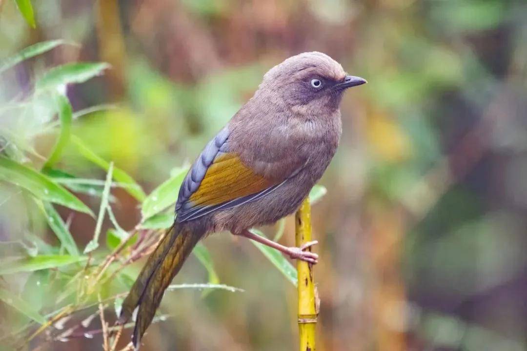 國際旅遊攝影網2026年國內外攝影路線全景指南